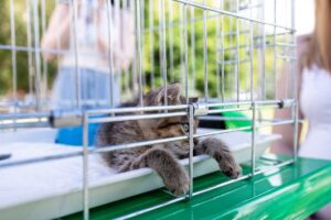 eleo-nonprofit-spring-fundraising-events-adoption-fest