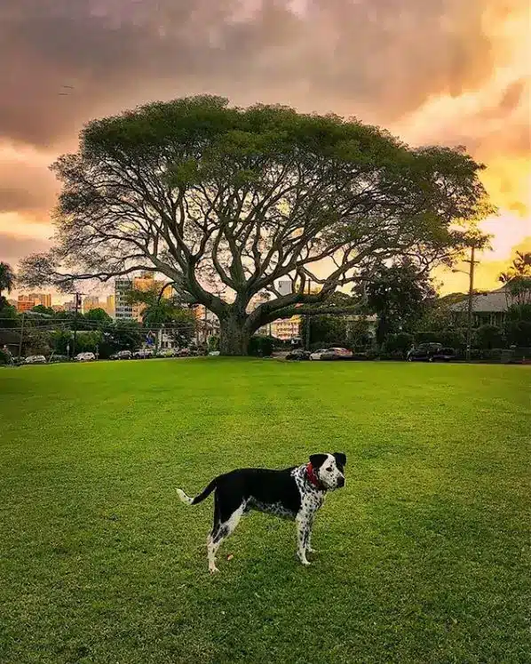 Eleo Nonprofit Logo Trees for Honolulu's Future